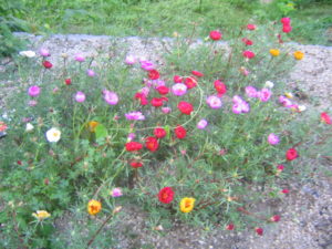 マツバボタンの花