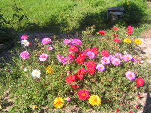 マツバボタンの花