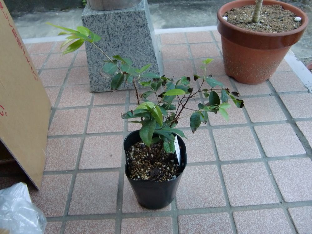 ジャボチカバの苗木