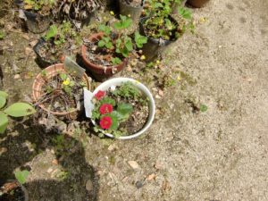 ローズベリー・レッドの花