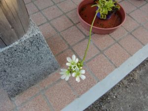 ハエトリグサの花