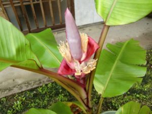 ピンクバナナの花