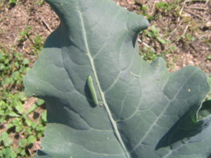 ブロッコリーの葉につくモンシロチョウの幼虫